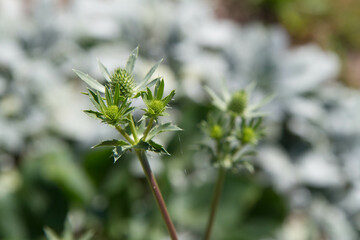 Eryngium (eryngo) plant in a meadow in spring
