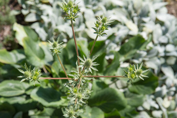 Eryngium (eryngo) plant in a meadow in spring
