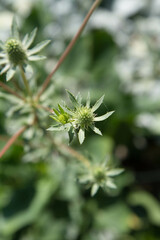 Eryngium (eryngo) plant in a meadow in spring
