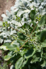 Eryngium (eryngo) plant in a meadow in spring
