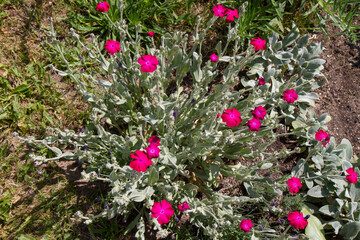 The rose campion (Silene coronaria) plant blooming