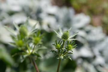 Eryngium (eryngo) plant in a meadow in spring
