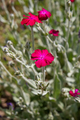 The rose campion (Silene coronaria) plant blooming
