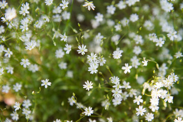 The common starwort (Stellaria graminea) plant blooming