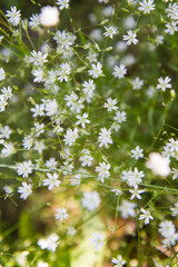 The common starwort (Stellaria graminea) plant blooming