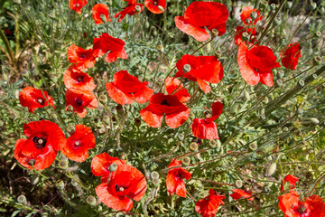 Poppy flowers blooming in a garden	
