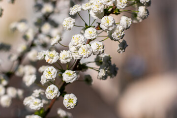 Blooming White Spiraea in Spring