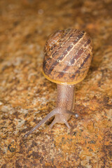Close up of a Snail slithering along a rock