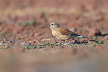 
Common Linnet (Linaria cannabina) is one of the most beautiful songbirds in the world. This cute...