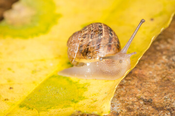 Close up of a Snail slithering along a leaf