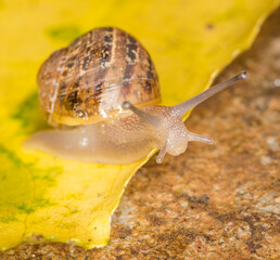 Close up of a Snail slithering along a leaf