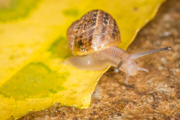 Close up of a Snail slithering along a leaf