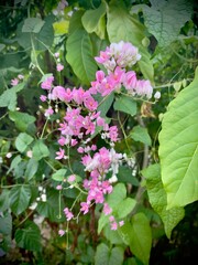 Coral vine flowers (Antigonon leptopus) selective focus, commonly known as Mexican creeper, bee...