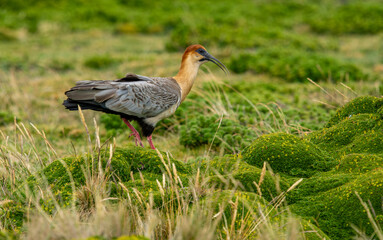 Living in its natural habitat in rural Ecuador, Theristicus melanopis