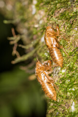 Close up of a cicada shells on a tree after shedding