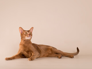 Cute adorable abyssinian cat looking up on beige solid isolated backgroundю Copy space