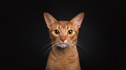 Obraz premium Cute adorable abyssinian cat looking at camera on isolated background
