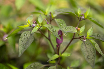 close up of spicy pepper plant