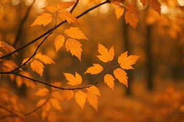 Obraz premium Autumn scene featuring orange-yellow maple branches illuminated by sunset light