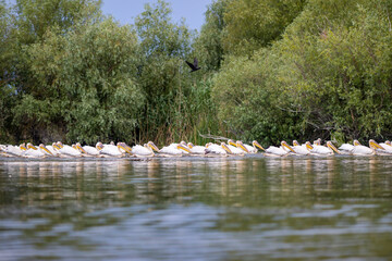 Pelicans fly in the Danube Delta in Romania