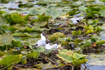birds resting in the Danube Delta in Romania