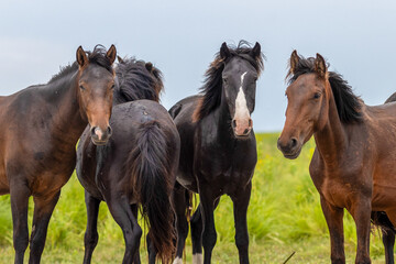 the wild horses from Letea, Romania