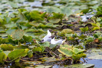 birds resting in the Danube Delta in Romania