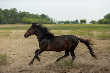 the wild horses from Letea, Romania