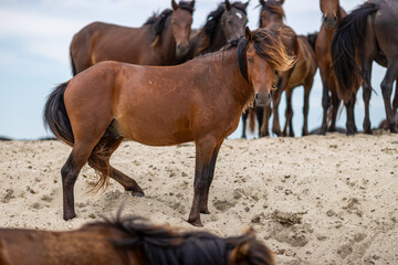 the wild horses from Letea, Romania
