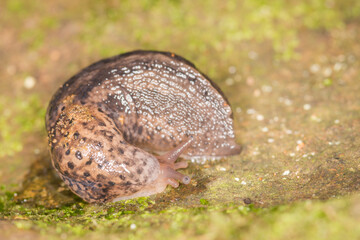 Close up of leopard or tiger slug 