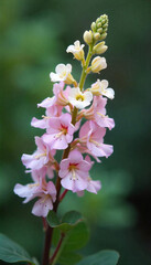 Obraz premium A close-up of a pink and white flower stalk with small, delicate blossoms, set against a blurred green background, showcasing the flower's intricate details
