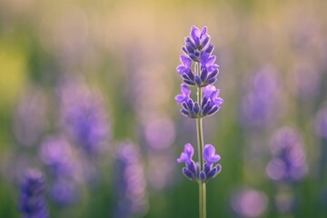 Obraz premium Close-up of a lavender blossom with a dreamy bokeh background