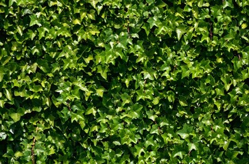 Wall covered with green ivy in Capileira, Alpujarras of Granada, Andalusia, Spain.