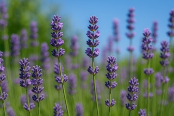 Obraz premium Close-up of vibrant lavender blossoms against a sunny natural backdrop