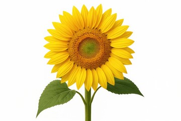 Obraz premium Single bright yellow sunflower isolated on a plain white backdrop