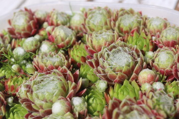 Sempervivum arachnoideum KRAMER'S SPINRAD Rojnik pajęczynowaty