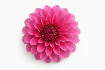 A vivid, close-up shot of a pink blossom showcasing symmetrical petals in a circular layout against a plain white backdrop
