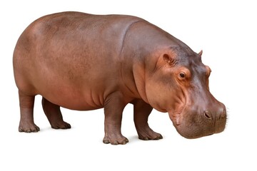 Obraz premium Hippo solo on plain white backdrop with clipping mask
