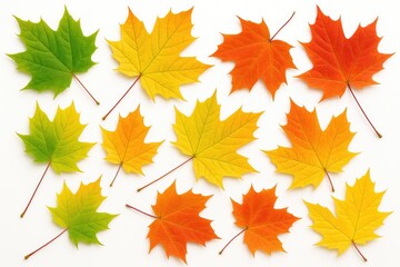 Obraz premium Vibrant autumn foliage against a plain white backdrop