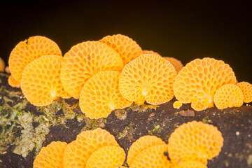 Close up of orange pore fungus growing on rotting log