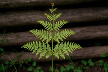 A large fern with brownish-green vines and single cotyledon leaves, leaning against stacked woods with a flowering tip and growing branches