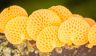 Close up of orange pore fungus growing on rotting log