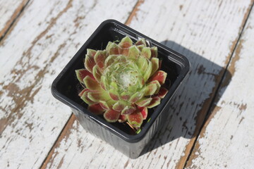 Sempervivum arachnoideum KRAMER'S SPINRAD Rojnik pajęczynowaty