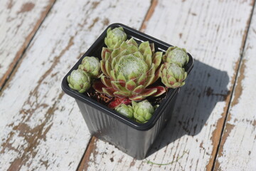 Sempervivum arachnoideum KRAMER'S SPINRAD Rojnik pajęczynowaty