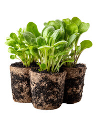 Fresh Corn Salad Greens Seedlings in Peat Pots, Gardening