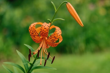 Bright Orange Lily with Elegant Petals