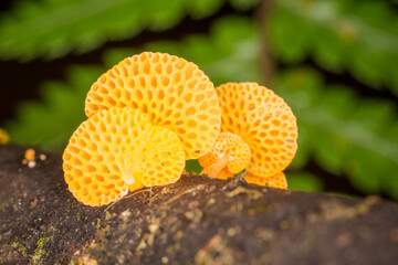 Close up of orange pore fungus growing on rotting log