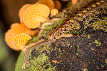 Close up of orange pore fungus and centipede on rotting log