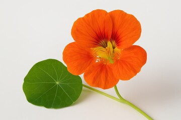 Single Nasturtium Flower Illustration