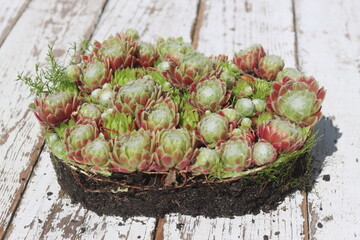 Sempervivum arachnoideum KRAMER'S SPINRAD Rojnik pajęczynowaty